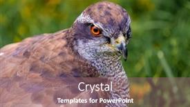  Presentation with hawk - Slide deck having portrait of a spanish hawk background and a violet colored foreground