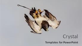  Presentation with hawk - Cool new slide deck with portrait of a spanish hawk backdrop and a light gray colored foreground