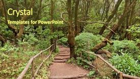  Presentation with rain forest walk way - Audience pleasing PPT layouts consisting of amazing rain-forest in la backdrop and a tawny brown colored foreground