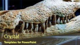  Presentation with jaw - Beautiful slide deck featuring amazing skeleton of the teeth and the jaw of a big crocodile close up backdrop and a tawny brown colored foreground