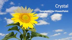  Presentation with sunflower - PPT theme consisting of amazing sunflower and blue sky background background and a teal colored foreground