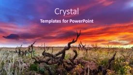  Presentation with vineyard - Beautiful PPT theme featuring amazing-sunrise-on-old-vineyard backdrop and a violet colored foreground