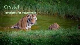  Presentation with sumatran tiger panthera tigris sumatrae - Cool new slide deck with amazing tiger taking a bath in a lake backdrop and a tawny brown colored foreground