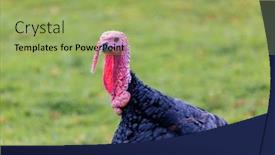 Presentation with thanksgiving - Slides enhanced with amazing turkey with red blue and black colors for thanksgiving background and a mint green colored foreground