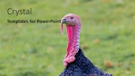  Presentation with thanksgiving - Amazing theme having amazing turkey with red blue and black colors for thanksgiving backdrop and a mint green colored foreground