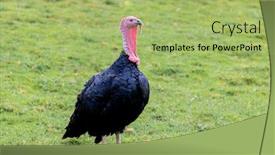  Presentation with thanksgiving - Beautiful slides featuring amazing turkey with red blue and black colors for thanksgiving backdrop and a mint green colored foreground