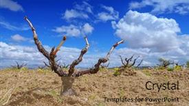  Presentation with vineyard - Beautiful theme featuring amazing-view-on-old-vineyard backdrop and a coral colored foreground