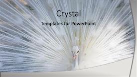  Presentation with peacock - Presentation with amazing white peacock opening its background and a light gray colored foreground