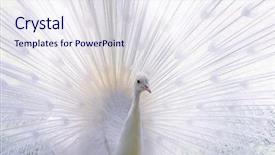  Presentation with peacock - Presentation theme featuring amazing white peacock opening its background and a sky blue colored foreground