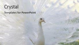  Presentation with peacock - Presentation theme with amazing white peacock opening its background and a light gray colored foreground