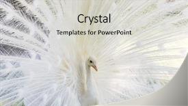  Presentation with peacock - PPT theme with amazing white peacock opening its background and a light gray colored foreground