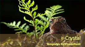  Presentation with colombia - Presentation design with amazon jungel of colombia background and a tawny brown colored foreground