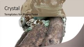  Presentation with white milk - PPT layouts with amazon milk frog perched background and a coral colored foreground