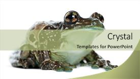  Presentation with brazils amazon - Slide deck having amazon milk frog trachycephalus resinifictrix background and a mint green colored foreground