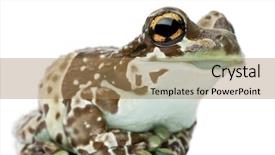  Presentation with milk pathogen - Presentation with amazon milk frog trachycephalus resinifictrix background and a coral colored foreground