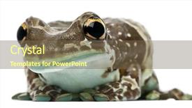  Presentation with deforestation amazon - Presentation enhanced with amazon milk frog trachycephalus resinifictrix background and a tawny brown colored foreground