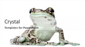  Presentation with brazils amazon - Slides featuring amazon milk frog trachycephalus resinifictrix background and a white colored foreground