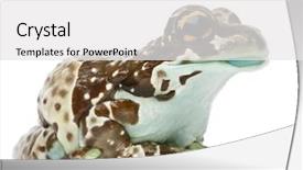  Presentation with brazils amazon - Audience pleasing theme consisting of amazon milk frog trachycephalus resinifictrix backdrop and a white colored foreground