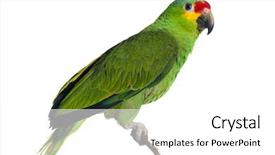  Presentation with parrot - Amazing presentation having amazon parrot on whie backdrop and a white colored foreground
