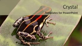  Presentation with poison - Amazing slides having amazon poison frog from rain forest in peru ranitomeya uakarii tropical amphibian with bright red lines backdrop and a mint green colored foreground