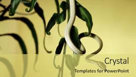  Presentation with green tree - Audience pleasing slides consisting of amazon rain forest - green tree snake crawling backdrop and a  colored foreground