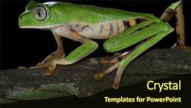  Presentation with monkey - Colorful PPT layouts enhanced with amazon rain forest - monkey tree frog closeup un backdrop and a tawny brown colored foreground