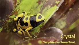  Presentation with tropical forest - Colorful slide deck enhanced with amazon rain forest of guyana backdrop and a tawny brown colored foreground