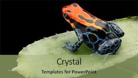  Presentation with poison - Slide set featuring amazonian poison dart frog ranitomeya background and a mint green colored foreground