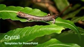  Presentation with tropical rainforest - Cool new slides with amazonian rainforest amphibian neotropical salamander backdrop and a forest green colored foreground