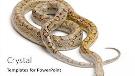  Presentation with corn - PPT layouts having amber-corn-snake-pantherophis-guttatus background and a white colored foreground