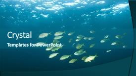  Presentation with packs - Cool new slide set with amberjack fish hunt in packs backdrop and a ocean colored foreground