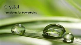  Presentation with water drop green planet - Cool new PPT theme with ambiente folha com gota de agua - drops with green grass backdrop and a gold colored foreground