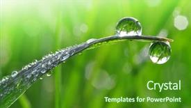  Presentation with dew - PPT layouts having ambiente folha com gota de agua - fresh grass with dew drops background and a forest green colored foreground