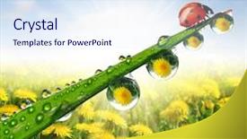  Presentation with ladybug - Amazing presentation theme having ambiente folha com gota de agua - fresh morning dew and ladybug backdrop and a sky blue colored foreground