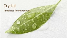  Presentation with green leaves - Amazing slides having ambiente folha com gota de agua - green leaves backdrop and a  colored foreground