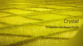  Presentation with yellow green - Slide set consisting of ameliorate - yellow green wheat fields background and a gold colored foreground