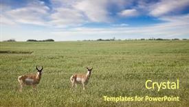  Presentation with rural india paddy field green - Beautiful presentation theme featuring america north - prong horned antelope backdrop and a tawny brown colored foreground