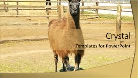  Presentation with farm - Theme having cute llama in enclosure background and a yellow colored foreground
