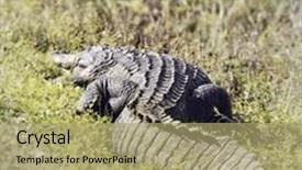  Presentation with wetlands - Presentation design enhanced with american alligator alligator mississippiensis basking in the sun in florida wetlands background and a mint green colored foreground