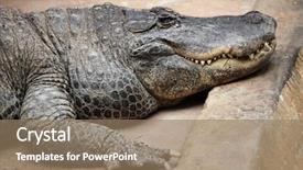  Presentation with wildlife - Slide deck featuring american alligator alligator mississippiensis wildlife animal background and a coral colored foreground