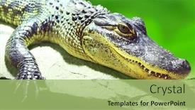  Presentation with amphibians - Amazing slide set having american-alligator-alligator-mississippiensis backdrop and a mint green colored foreground