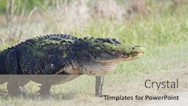  Presentation with swamp - Cool new slide deck with american alligator comes out of swamp backdrop and a soft green colored foreground