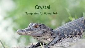  Presentation with wetlands - Amazing theme having american alligator in florida wetland backdrop and a seafoam green colored foreground