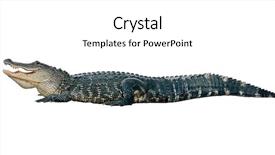  Presentation with southwest native american - Theme featuring american alligator isolated on white background and a white colored foreground