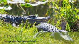  Presentation with water park - Slide deck featuring american-alligator-swimming-in-everglades background and a gold colored foreground