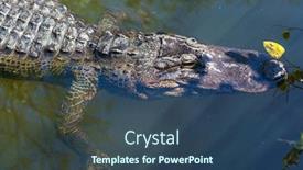  Presentation with water park - Audience pleasing slide deck consisting of american-alligator-swimming-in-everglades backdrop and a ocean colored foreground