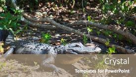  Presentation with water park - Amazing slide deck having american-alligator-swimming-in-everglades backdrop and a coral colored foreground