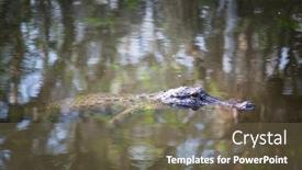  Presentation with water park - Slide set featuring american-alligator-swimming-in-everglades background and a tawny brown colored foreground
