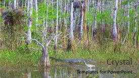  Presentation with water park - Amazing slides having american-alligator-swimming-in-everglades backdrop and a violet colored foreground