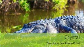  Presentation with water park - Cool new slides with american-alligator-swimming-in-everglades backdrop and a yellow colored foreground